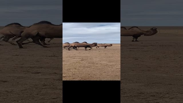 Стоят красавцы))