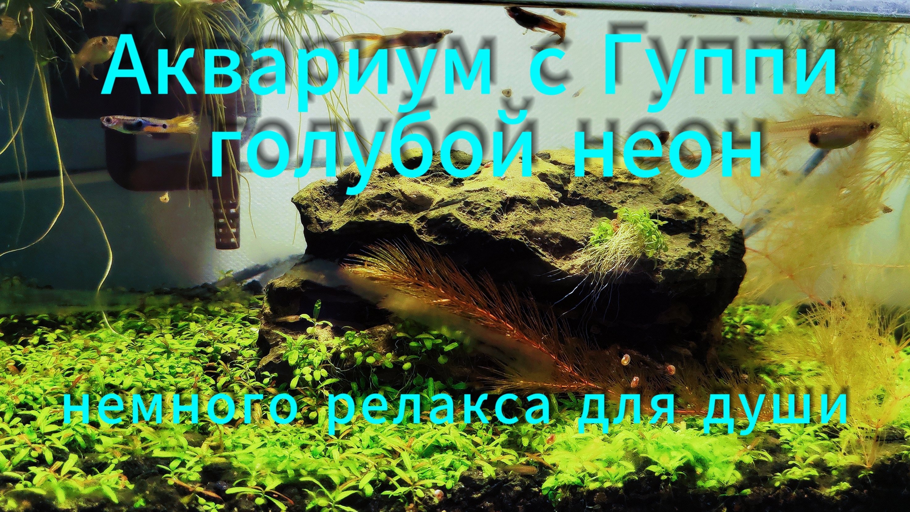 Аквариум с Гуппи голубой неон-релакс для души