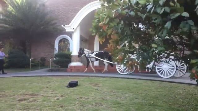 Royal Princess 1800's Horse Carriage