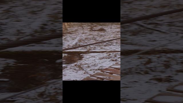 20241016_124607.mp4