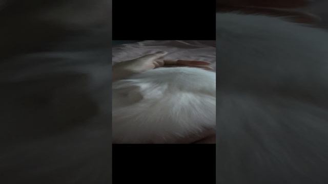 Целую ночь не виделись😄🥹❤️🔥Леди в эфире🐕