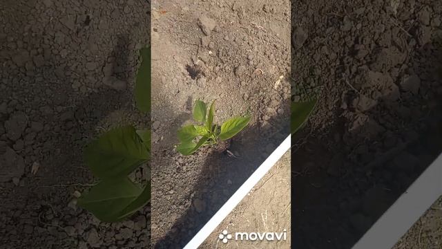 ВЫСАЖИВАЕМ СЛАДКИЙ ПЕРЕЦ В ШКОЛЬНУЮ ТЕПЛИЦУ. ОГОРОД НА КУБАНИ. shorts#