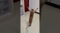Коты ходят на двух лапах когда их никто не видит?