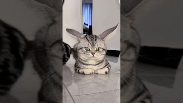 Зайцекот