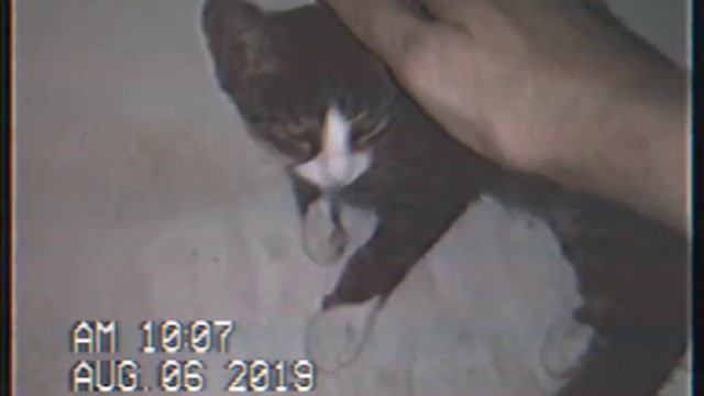 Кот VHS 2019 08 06