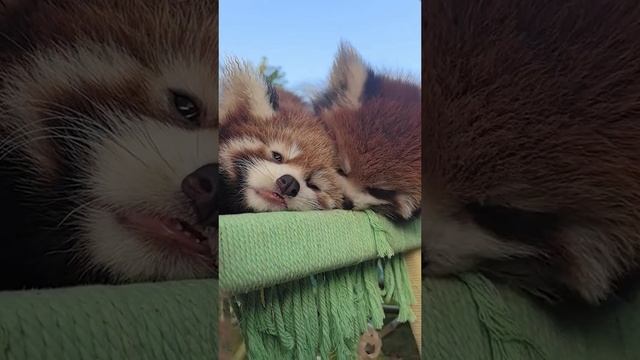 1000011895.mp4