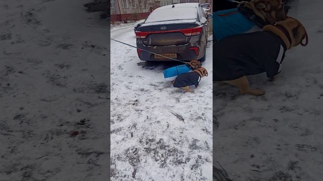 Отдай мой поводок! 😄