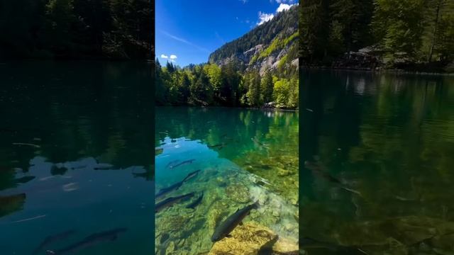 Альпийские луга #Швейцария