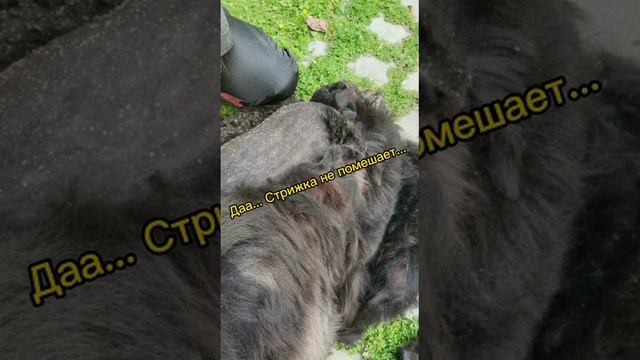 стрижка  собаки