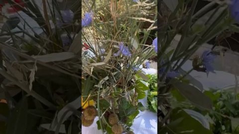 Букет для пикника: как создать шедевр из ничего 7abc73efa42c44a8a4872c07e85cff7c