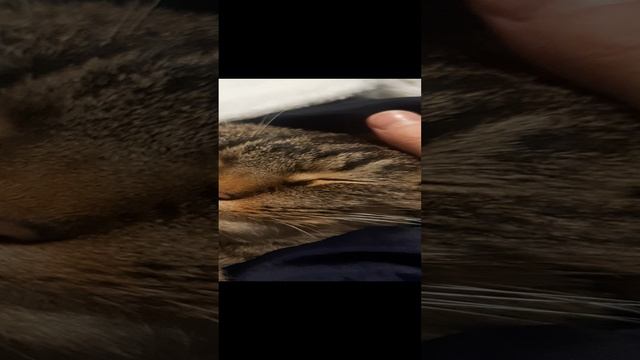 Милая Буся лайков просит ❤️