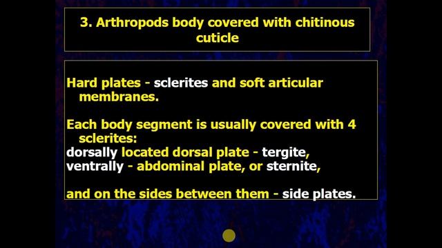 Arthropods