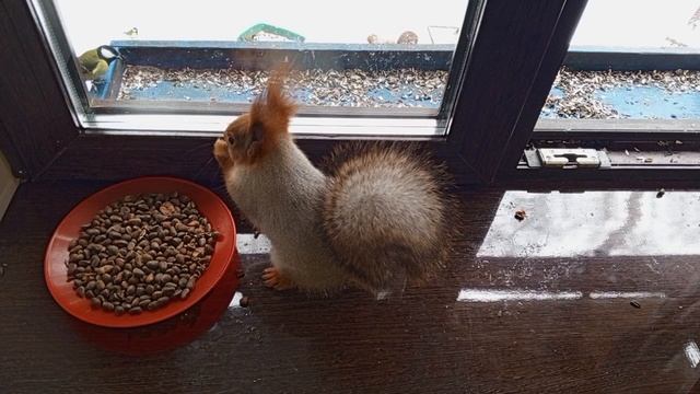 Весёлый зоопарк за окном.Карта на корм бельчатам 2202 2062 6013 7323.