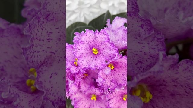 Фиалка АВ-Самый Сок