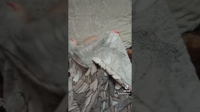 Ку-ку