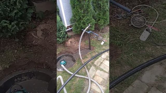 Наша первая абессинка