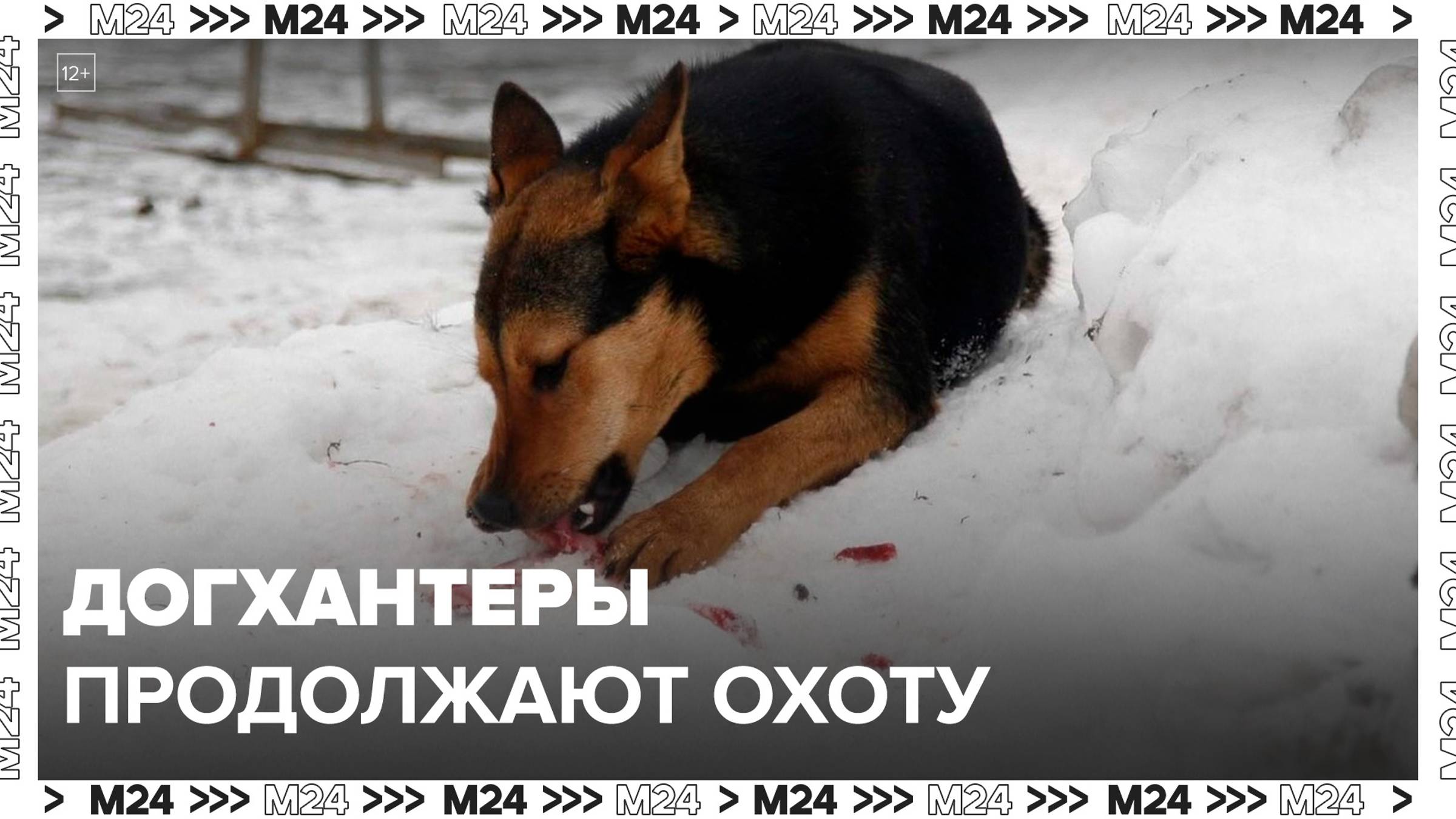 Москвичи стали чаще жаловаться на догхантеров - Москва 24