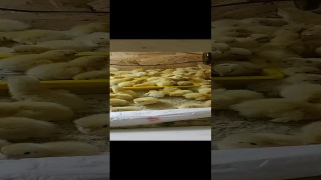 Суточные перепела