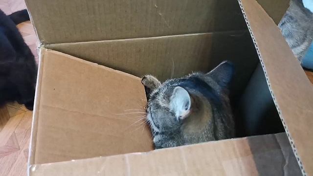 🙀😺😸 Котики и коробка 😼📦😻