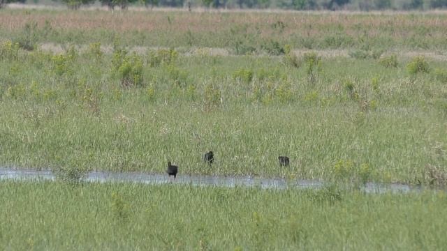 Тсссс НЕРЕСТ Дельта Волги Разливы Fish spawning in the Volga delta