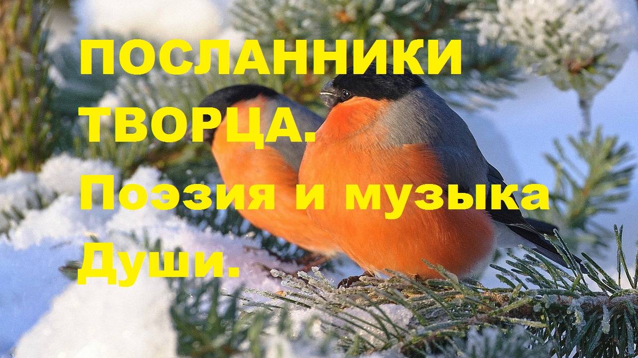ПОСЛАННИКИ  ТВОРЦА. Автор стихотворения и видео А. Соколов.
