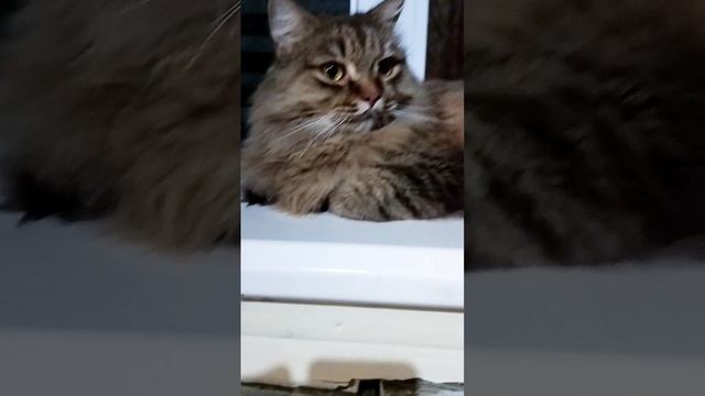 Посвящается моему любимому коту