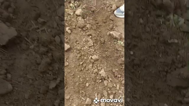 ПОСАДКА МОРКОВИ НА ШКОЛЬНОМ УЧАСТКЕ. ОГОРОД НА КУБАНИ. shorts#
