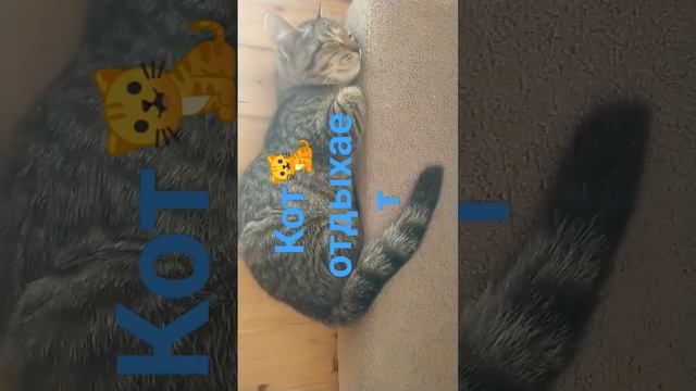 Ну рил же #кот #cat