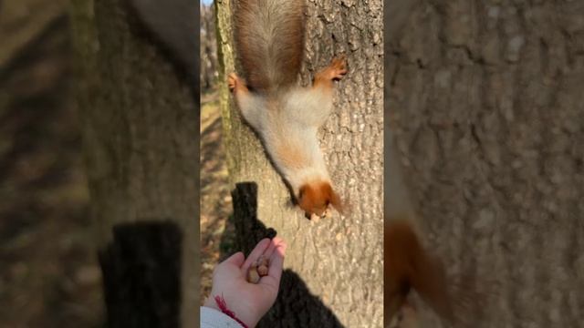 Истории из отпуска Маха мантра и белка
