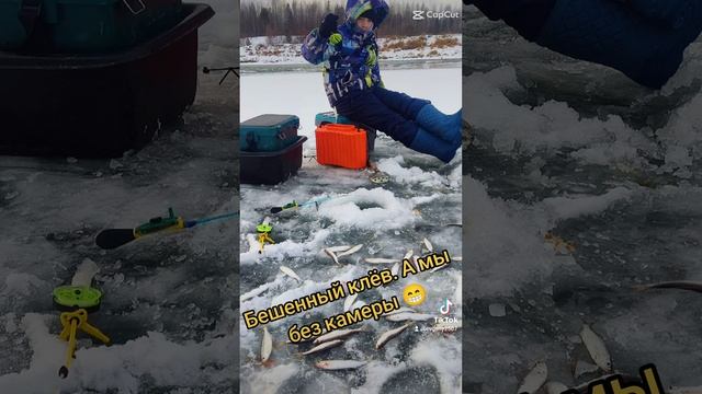 Бешенный клёв живца. А мы без камеры 😁