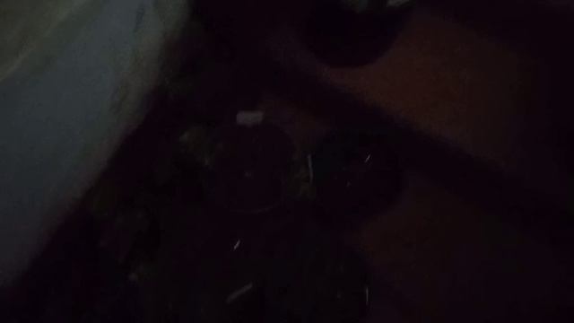 Отправляю хризантему на зимовку.