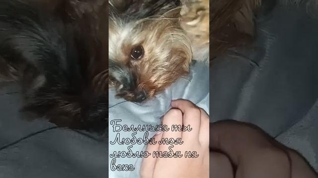 Наша Белла//Добрая душа//Любовь наша//