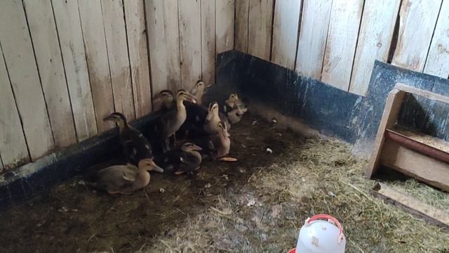 Крутая клетка для уток