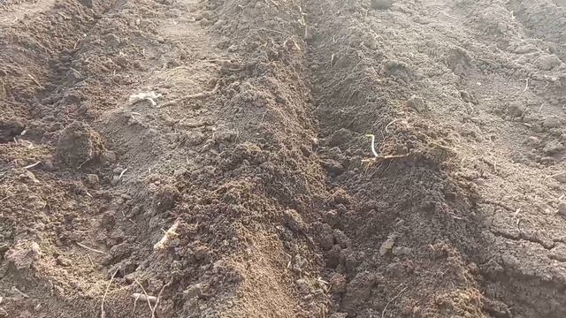 ПОСАДКА ЛУКА В ОТКРЫТЫЙ ГРУНТ. И ЛУЧШЕЕ ПРЕСПОСАБЛЕНИЕ ДЛЯ ПОСАДКИ ЛУКА. ОГОРОД НА КУБАНИ.