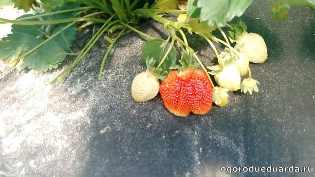 Клубника Азия зреет на Подмосковных грядках
