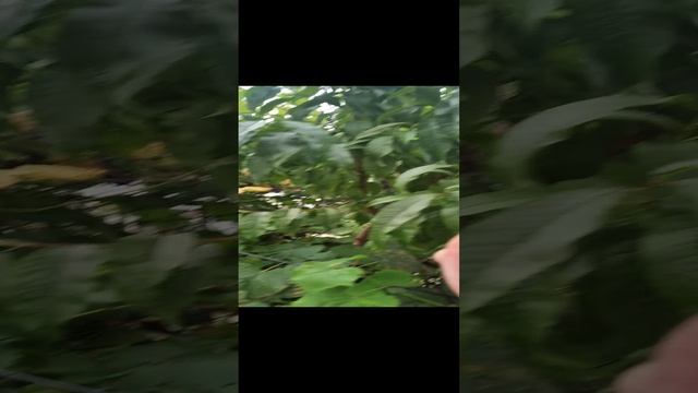 Знаком с очень хорошим адвокатом в Москве. БА.
