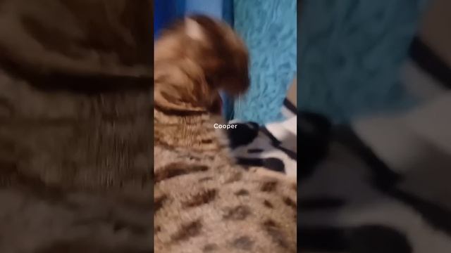 #кошка