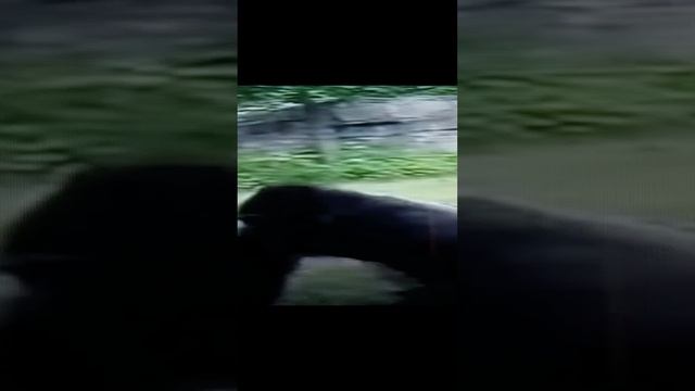 ЛЬВЫ и ГОРИЛЛЫ😲