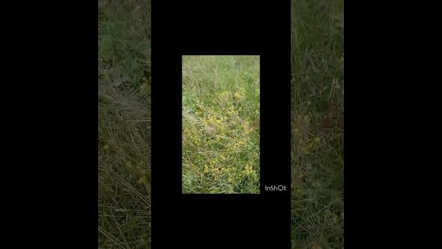 цветы//красота//зелень трава//алтайский край//хабары