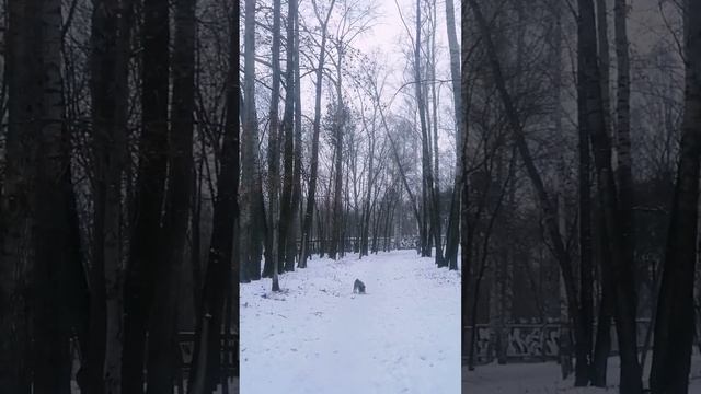 Чаще всего Тимоша прибегает на подзыв с первого раза, а вот на видео не лучший его результат