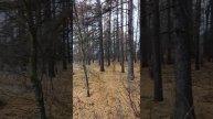 Страшный лес!