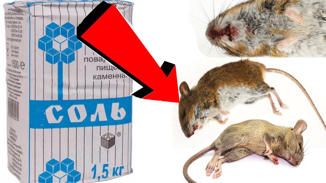 Как избавиться от крыс За 3 Секунды!!!!!!