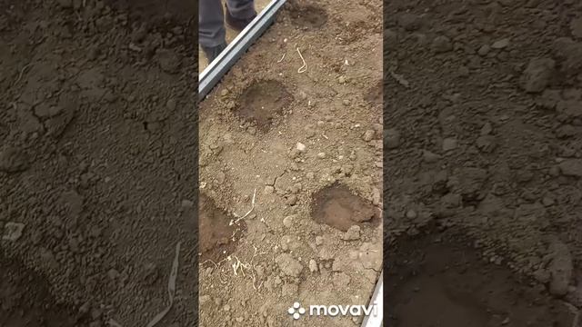 ПОСАДКА ОГУРЦОВ АЛИГАТР В ШКОЛЬНУЮ ТЕПЛИЦУ. ОГОРОД НА КУБАНИ. shorts#