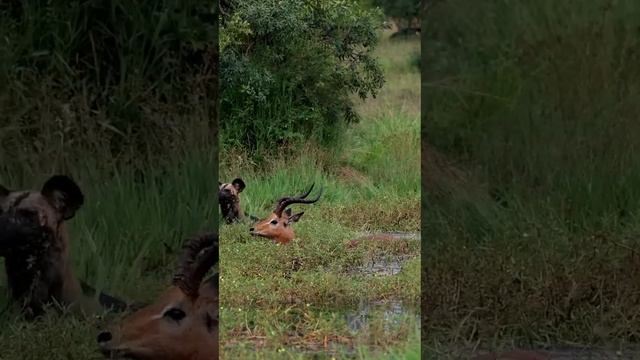 Дикая собака: Где, черт возьми, подкрепление? Я задолбался!!!