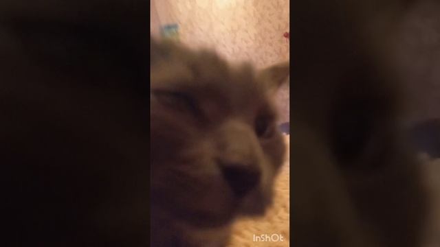 Эдит мой кот.. 😎😎