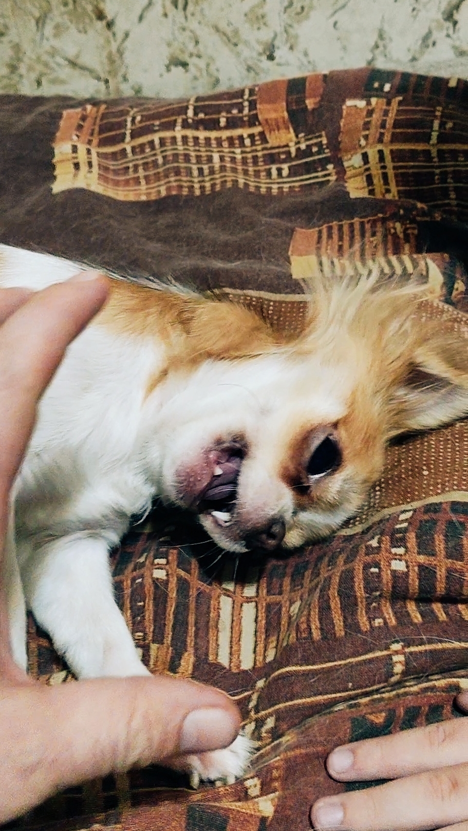 Чихуахуа копает кровать :) 🐶