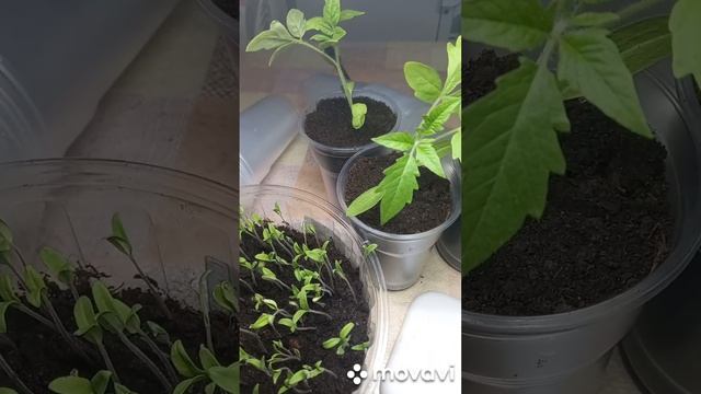 РАССАДА ТОМАТОВ БЕЛЫЙ НАЛИВ. ВСХОДЫ ДЕШЕВЫХ ТОМАТОВ. ОГОРОД НА КУБАНИ. shorts#