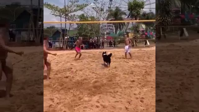 Dog.Together the ball