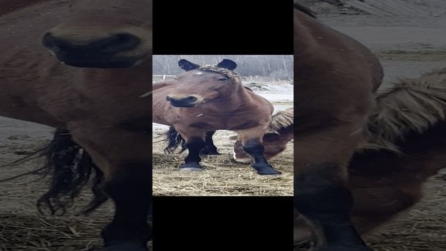 Башкирская лошадь