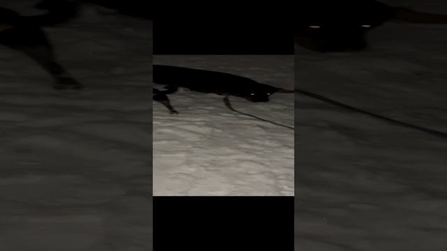 Прогулка в ночь , с охраной в огороде 🤭